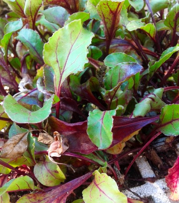 Mudas para horta - alface, couve, beterraba, cebolo, alho-francês, etc