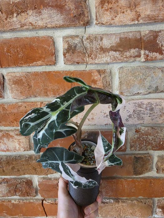 Alocasia Polly Variegated Snow Pink Superb