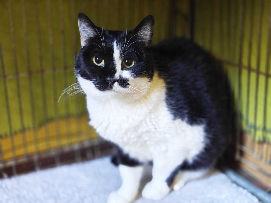 Учтивая красавица кошечка Кенди 1,5 год ждет свою семью