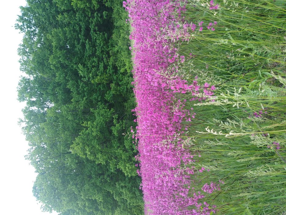 Приглашаем желающих пожить в экопоселении