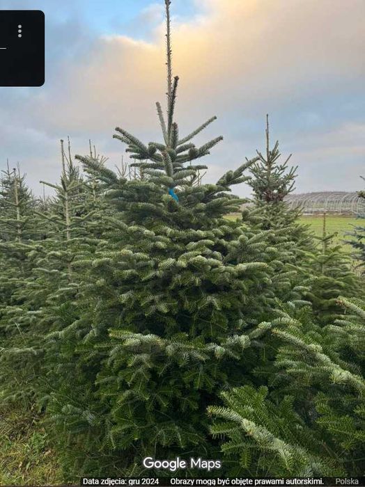 Choinka Żywa Jodła Kaukaska Świerk Cięta W Doniczce PLANTACJA RADOM