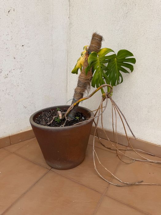 Vaso de Cerâmica de Alta Qualidade + Planta Monstera Deliciosa