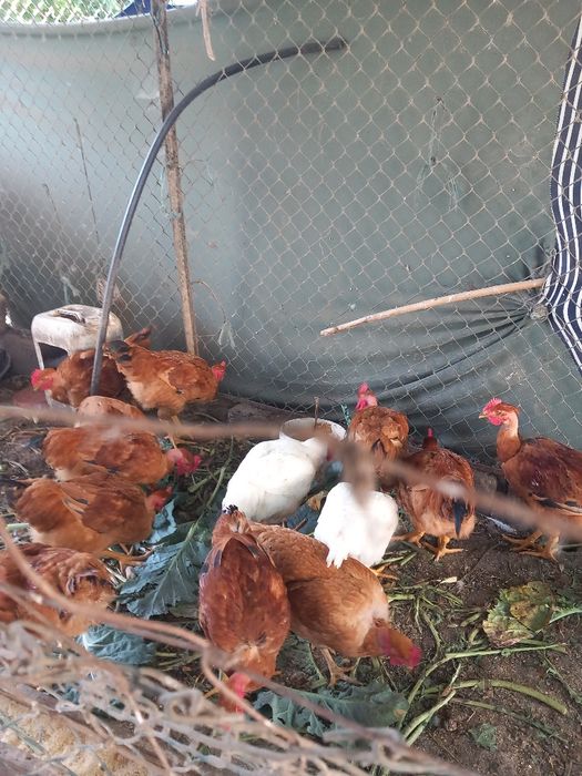 Frangos do campo boa qualidade tem perus caseiros