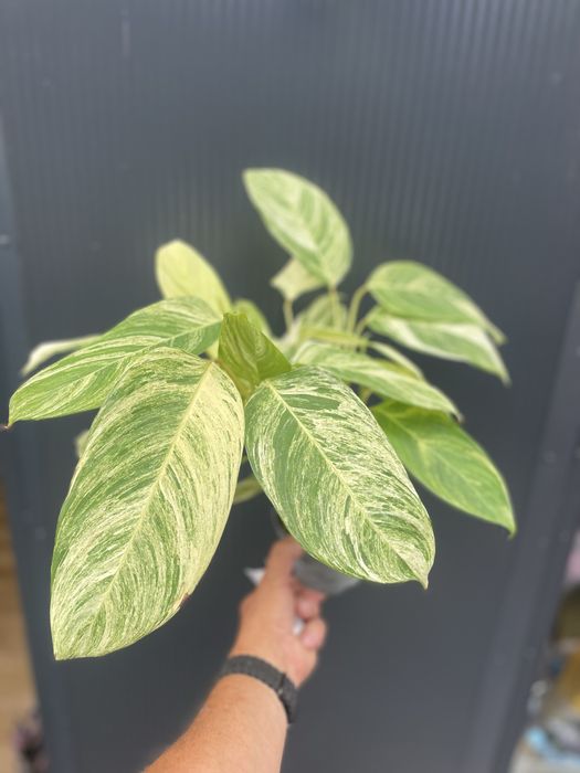 Stromanthe 'Charlie