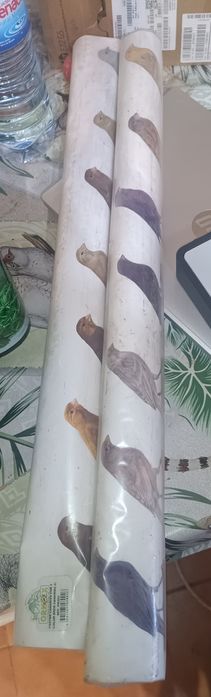 Poster Canários de cor