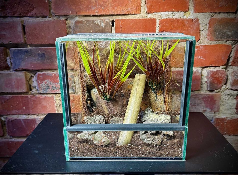 Terrarium szklane z leśnym wystrojem 20x20x20 cm. AlleTerra
