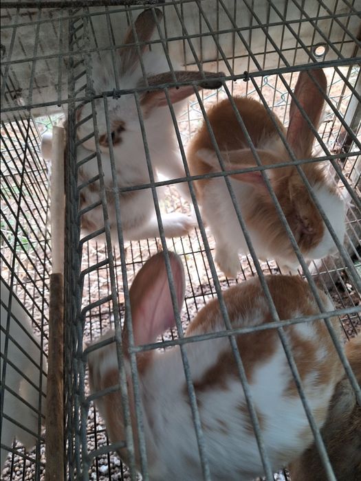 Vendo coelhos para consumo