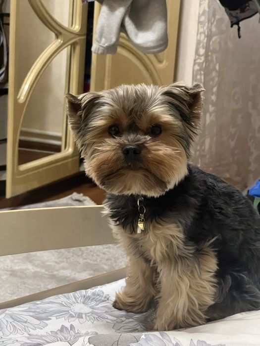 Йорк для вʼязки