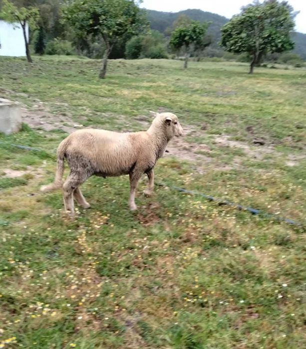 Borrego macho disponível