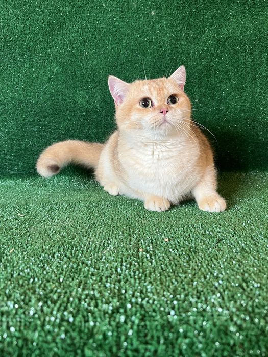 Британський котик золота шиншила BRI by 11