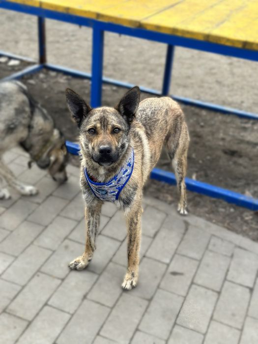 Тайгер ищет семью