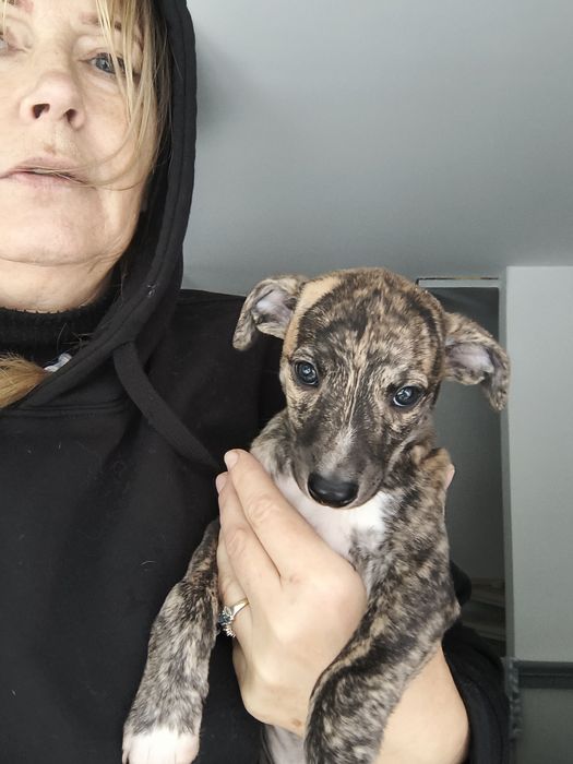 Szczenię suczka charta angielskiego - Whippeta