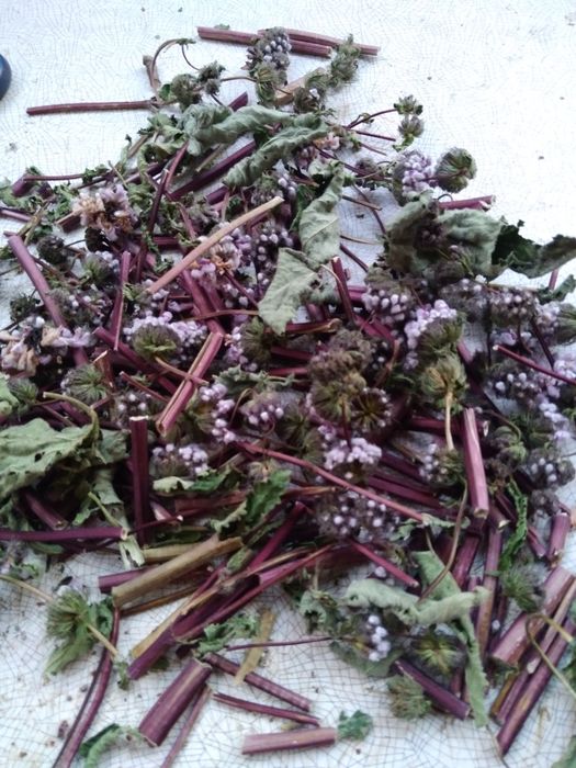 Золота рогоза гвоздика польова список