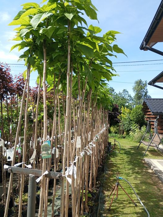 Klon,catalpa sadzonki