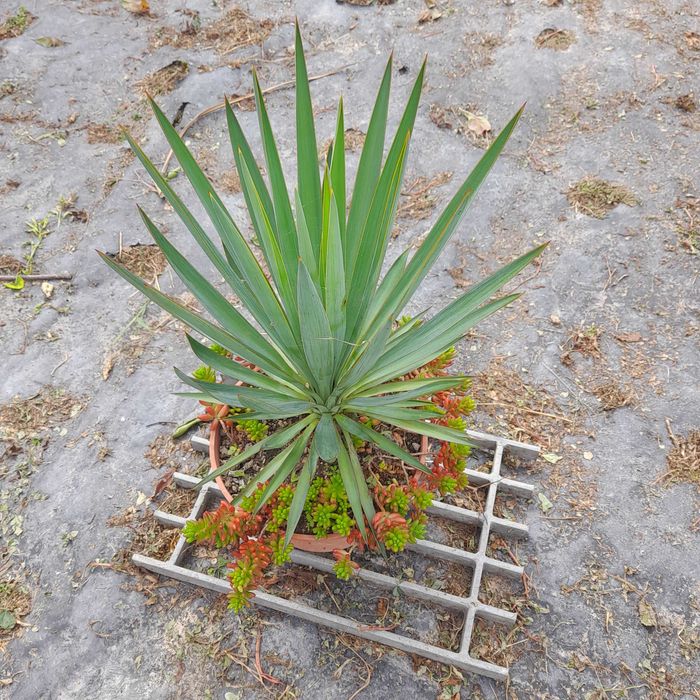 Yucca filamentosa