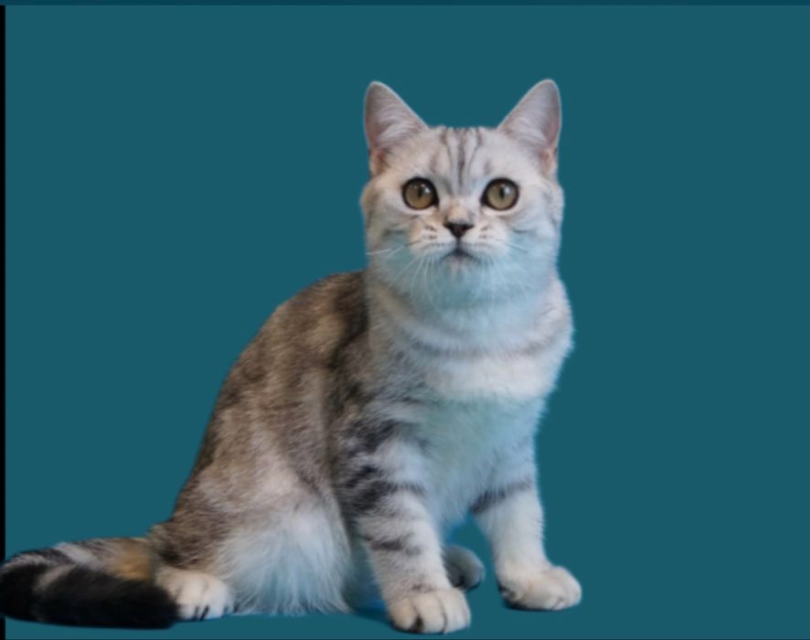 Дуже гарний скоттиш страйт