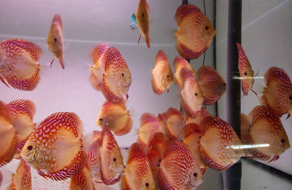 Discus em stock mais 1000 peixes nascidos este ano