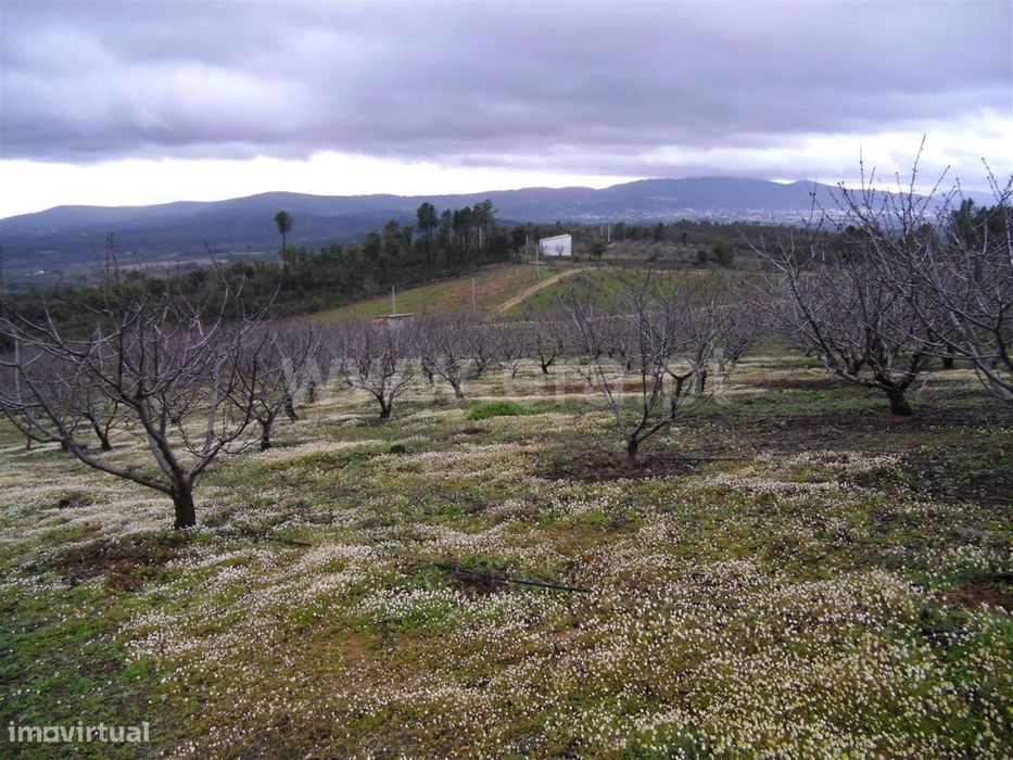 Terreno Rústico / Fundão, Vales Pêro Viseu — Pêro Viseu, Castelo Branco