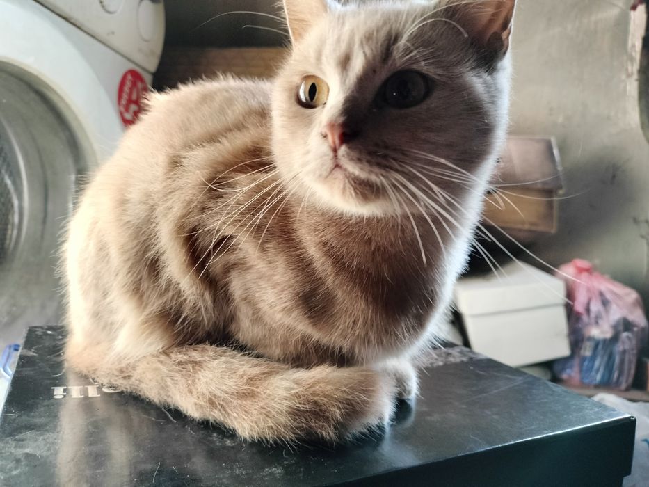 Котёнок в хорошие руки СРОЧНО