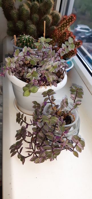 Хойя iml-361, сциндапсус, сингониум, ред батн