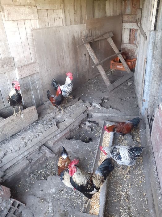 Coquichos para criação