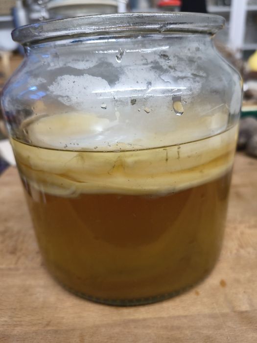 Skoby para fazer Kombucha doação