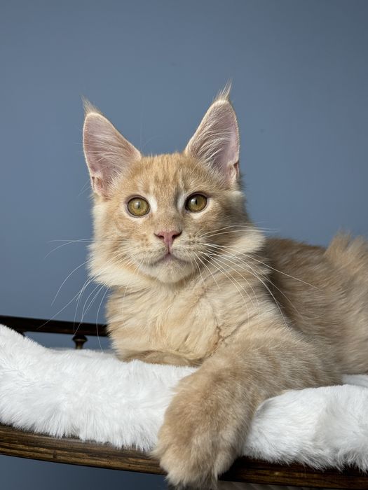 Ласковый лев мальчик мейн кун 3.5 месяца