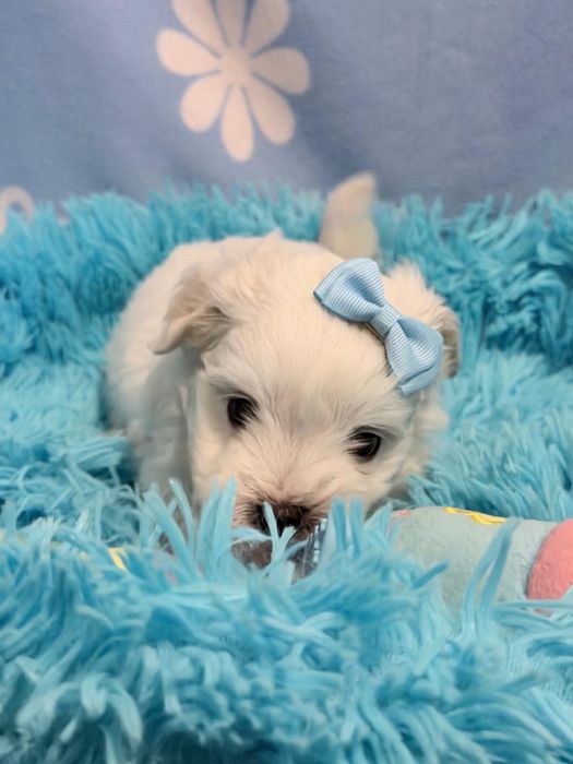 Bichon Maltês macho