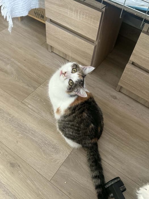 Mloda kotka ROZALIA szuka domu na zawsze