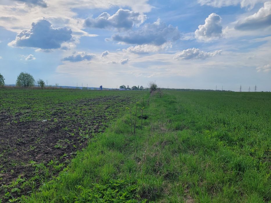 Земельна ділянка 27 соток, Велика Березовиця