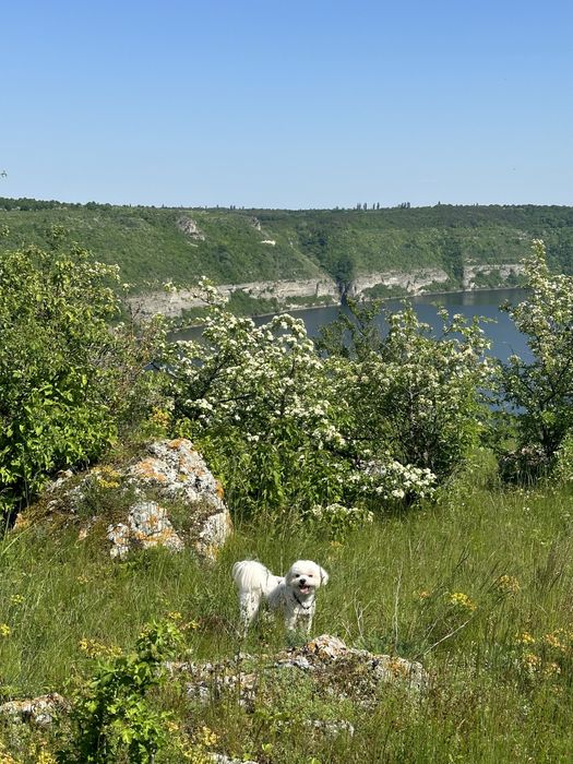 В‘язка мальтезе міні