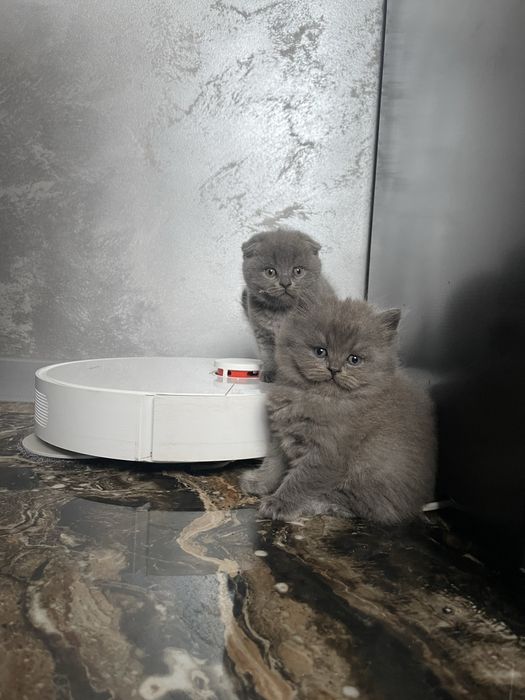 Кошенята британці