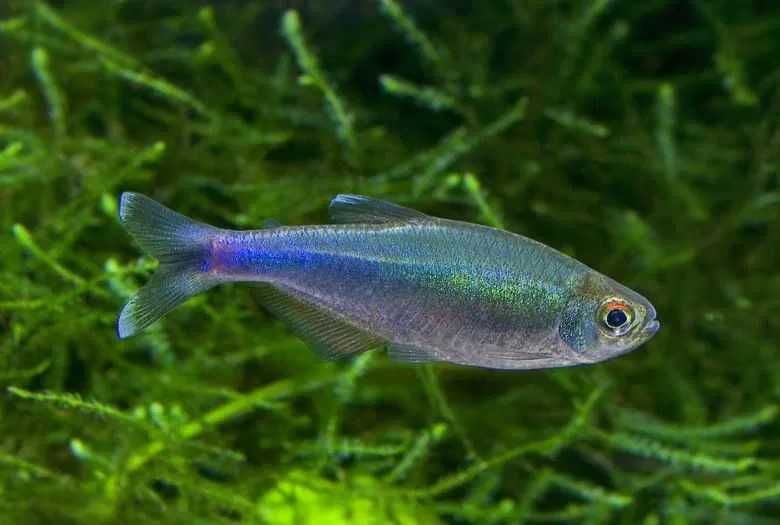 GB Tetra niebieska, Maranka niebieska - dowóz ryb!