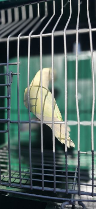 Aves canários e agarponis