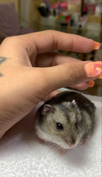 Хом’ячки малеча ручні, домашній міні хом’як, хом’ячата джунгаріки