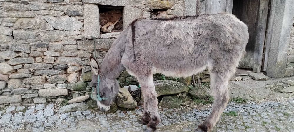 Burra muito mansa e boa para trabalhar