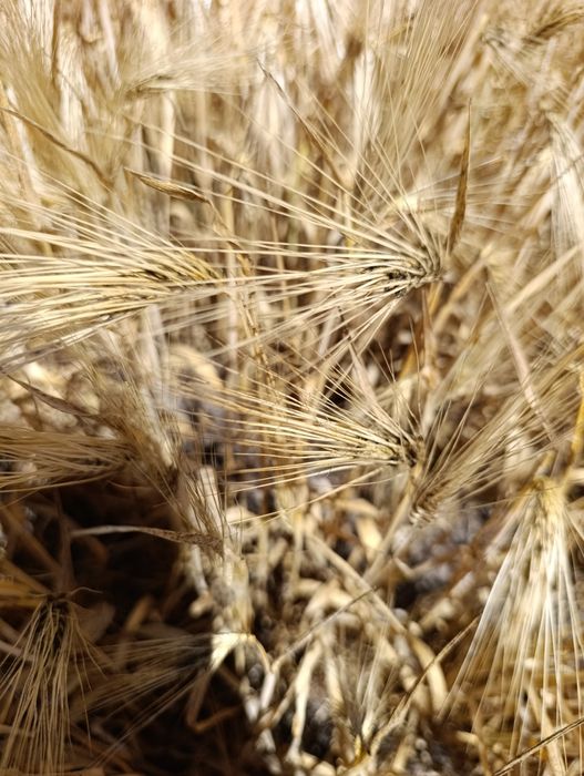 Продам ячмінь оптом