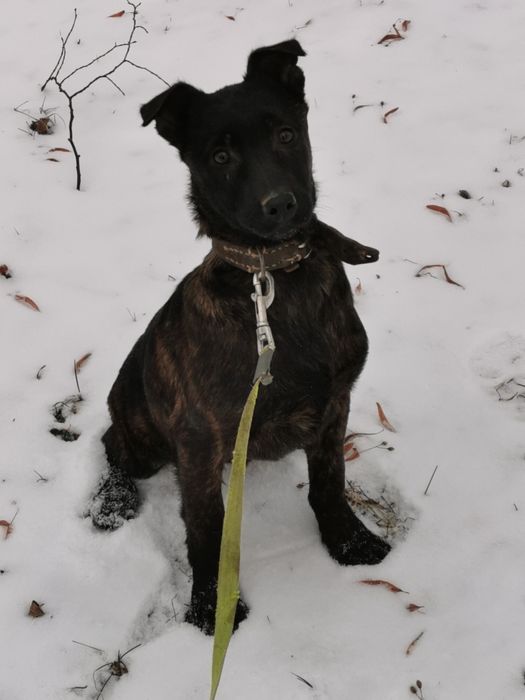 Owczarek Holenderski ostra