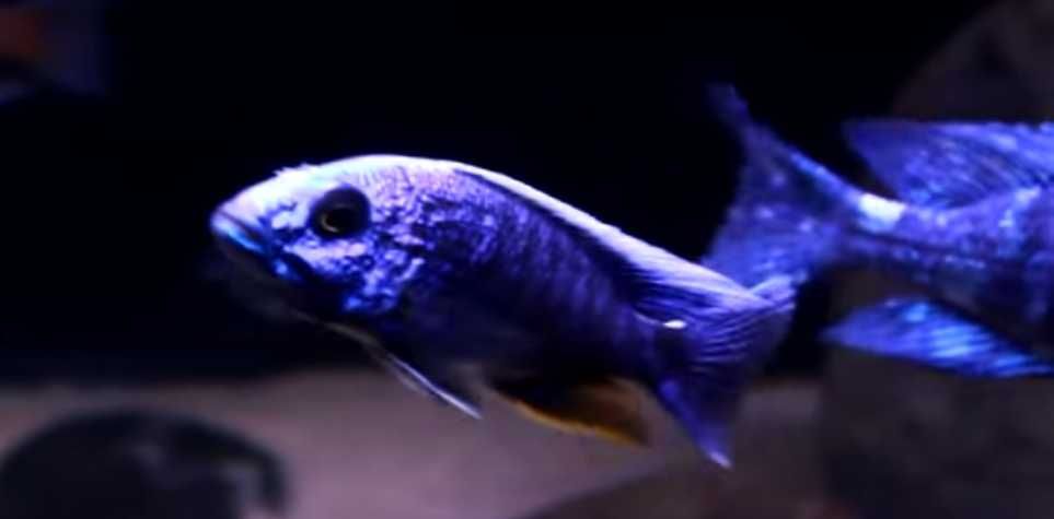 Ciclidios africanos - Sciaenochromis fryeri - alevinos