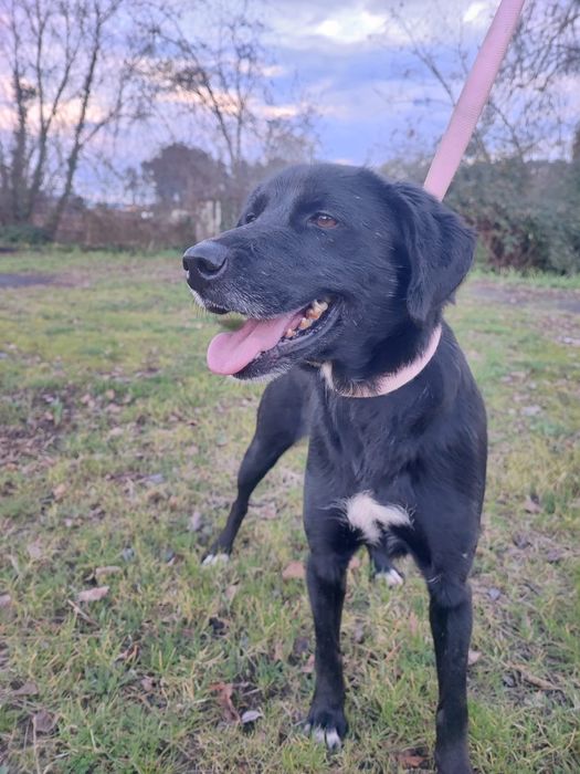 Cadelinha para adopção