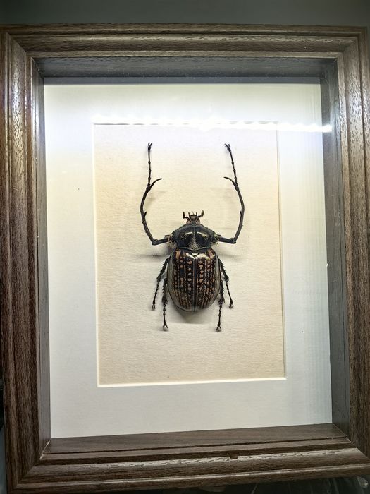 Ramka | Owady | chrząszcz | Cheirotonus | ogromny