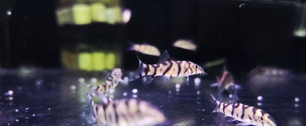 Bocja lohachata (bocja siatkowana)
