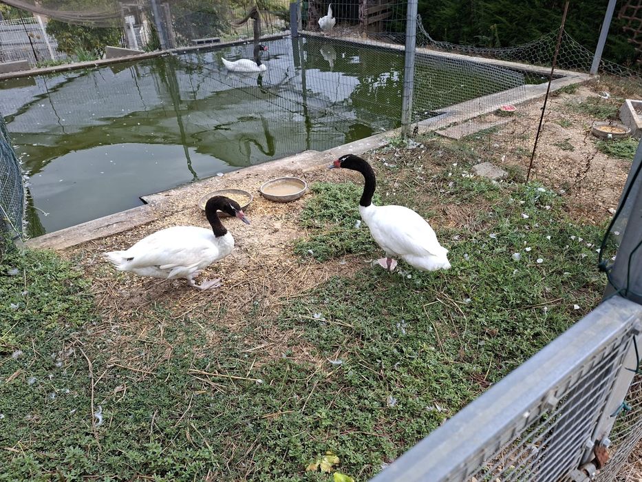 Cisnes Brancos de Pescoço Preto Machos