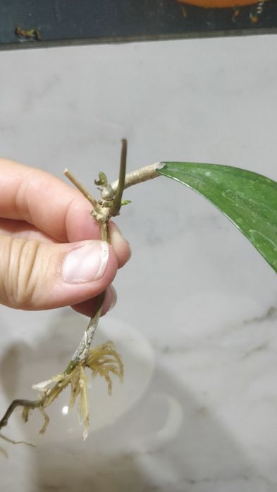 Hoja hoya pottsii