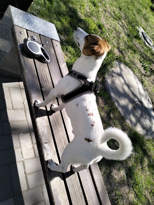 Джек Рассел парсон ищет невесту