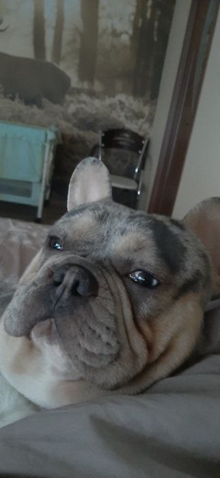 Фаранцузький бульдог шукає дівочку