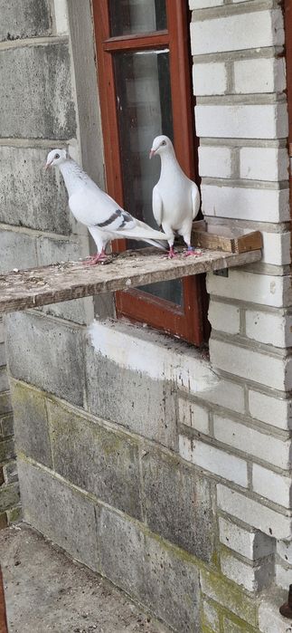 Perłowe, żałobne, pasiaki.