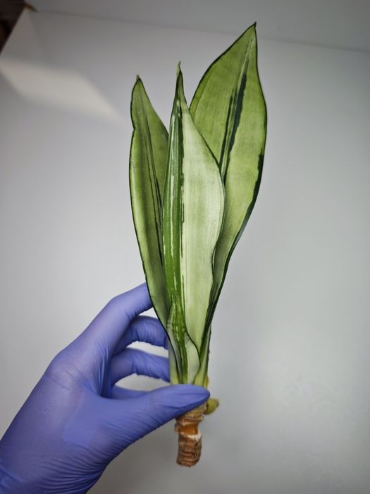 Sansevieria Moonshine mutant