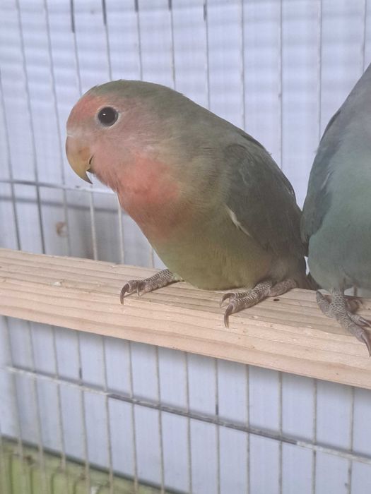 Agapornis disponíveis