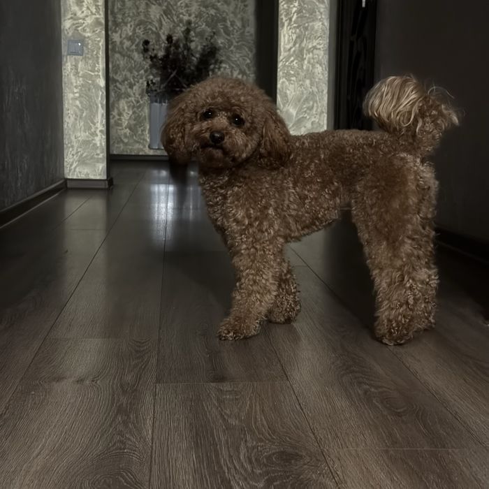 Вʼязка той пудель